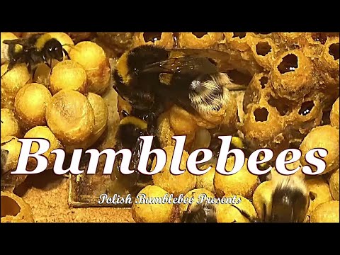 Bumblebee breeding: The queen bumblebee lays eggs - Buff-tailed Bumblebee (Bombus terrestris)