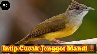Download lagu Burung Cucak Jenggot Ngepik‼️ mp3 Download lagu Burung Cucak Jenggot Ngepik‼️ mp3