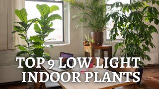 Low Light Houseplants or low light indoor plants