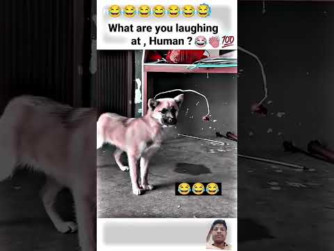 😂Funny Dog 🐕 Lol#viral #trending #🤣🤣  #reel #comedy #view #dog #hybriddog #insane #paranormal