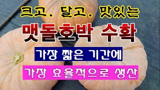 [텃밭농부 2,016]  맷돌호박을 가장 효율적으로 키운 결과! #맷돌호박재배 #호박수확