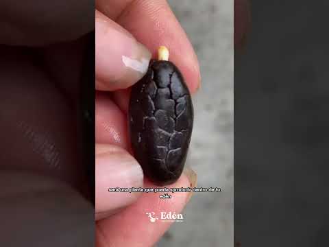 Cultiva CACAO en casa, la planta que da origen al CHOCOLATE