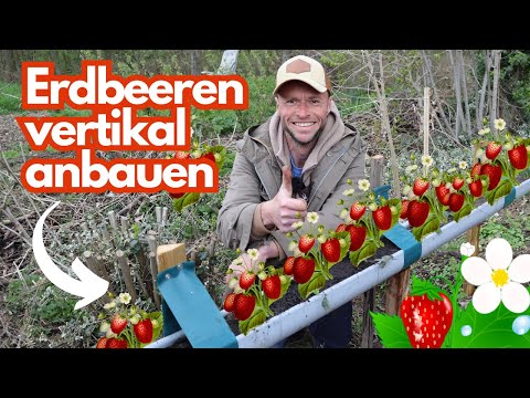 , title : 'Erdbeeren in der Dachrinne pflanzen 🍓Kreative Idee für Balkon, Terrasse & Garten.'