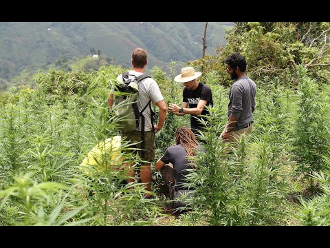 Strain Hunters RAW: Colombia - Behind the scene's with VICE - FULL LENGTH