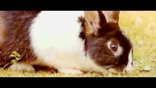 Dystopia Aftermovie 2014