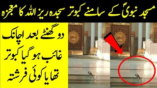 Masjid e Nabvi SAW Per Aik Kabootar Sajda Raiz Subhan Allah Mojza | Pigeon In Sajda Masjid e Nabwi