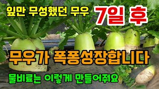 잎이 무성한 무우 이렇게 했더니 무우가 폭풍성장합니다 안녹는 인산가리비료 녹여쓰는방법 무우크게키우기 무우물주…