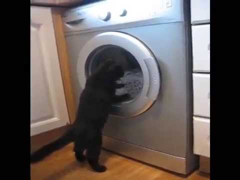 cat vs washing machine