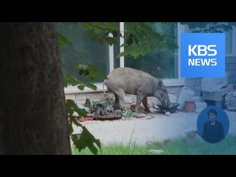 또 출몰한 멧돼지…산 떠나 도심 출몰 이유는? / KBS뉴스(News) 또 출몰한 멧돼지…산 떠나 도심 출몰 이유는? / KBS뉴스(News)