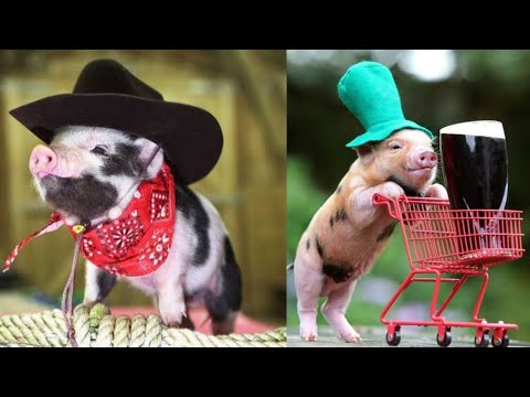 Vidéos drôles de cochons | cochons drôles | hippopotame sauvage