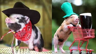Vidéos drôles de cochons | cochons drôles | hippopotame sauvage