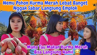 Download lagu Nemu  Kurma Merah Berserakan Ditanah, Banyak Banget Buahnya Auto Nyoba.. mp3 Download lagu Nemu  Kurma Merah Berserakan Ditanah, Banyak Banget Buahnya Auto Nyoba.. mp3