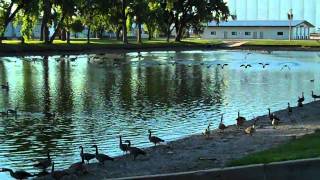 preview picture of video 'Laguna de los patos en Yuma Co.'