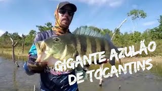 preview picture of video 'Tucunaré gigante! lago angical -TO # Record'