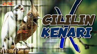 CILILIN X KENARI | SPESIAL ISIAN WAJIB MATERI NGEROL TEMBAK