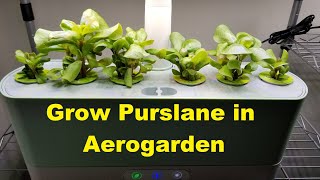 Grow Purslane in Aerogarden Harvest