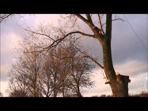 Pappelfällung oder wie du den Ast auf dem du sitzt absägen musst!