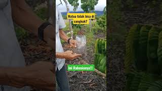 Download lagu This is how to graft a matoa tree #matoa #grafting #matoagrafting mp3 Download lagu This is how to graft a matoa tree #matoa #grafting #matoagrafting mp3