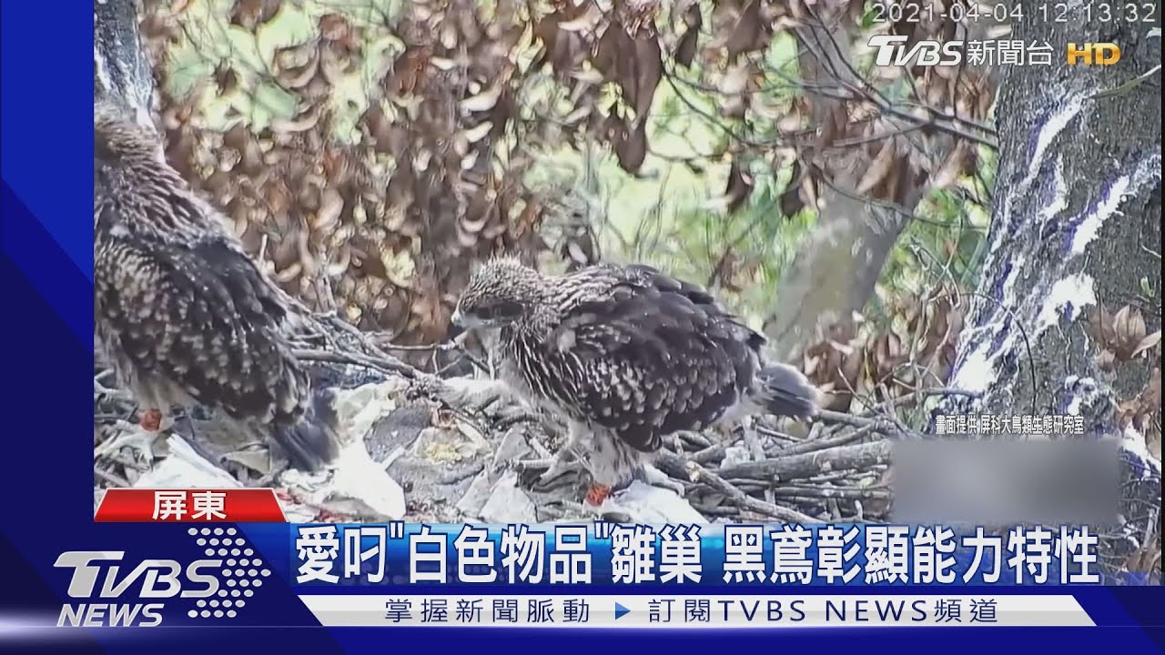 口罩亂丟山區!老鷹寶寶遭口罩繩纏腳 掙扎2小時脫困