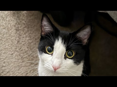 COMO CONOCÍ A MI GATITA LELUCHE.