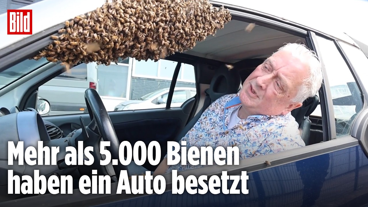 Spezialeinsatz in Holland: Bienenschwarm überfällt Kleinwagen