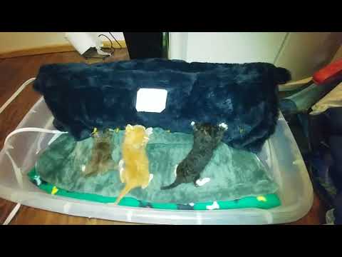 Kittens nursing from the Surro-Kitty - The Surrogate Cat Mother
