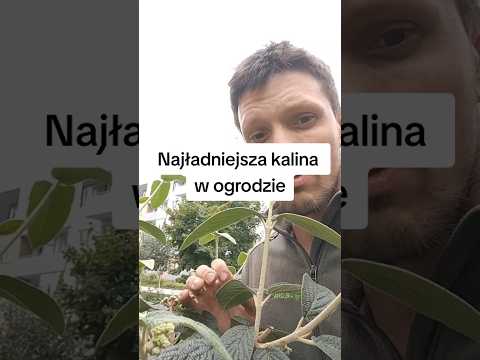 #kalina #kalinasztywnolistna #ogrod #krzewy #ogrodnik #ogrodnictwo