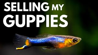 Selling Fish to My Local Fish Store - KeepingUpWithKFS (Vlog #3)