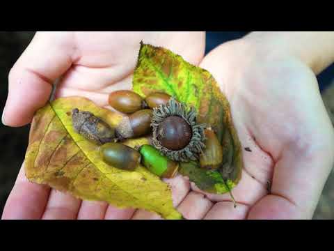 所沢の魅力を紹介（第二弾！所沢の豊かなみどりや自然）