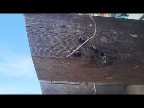 Carpenter Bees Emerging from Their Galleries in East Brunswick, NJ