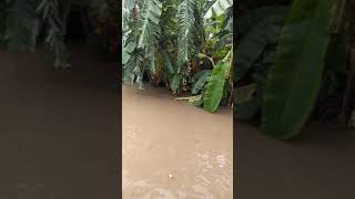 Download lagu banjir yg melanda dan menghayut semua yg ada, gondrong petir 21 februari 2021 mp3