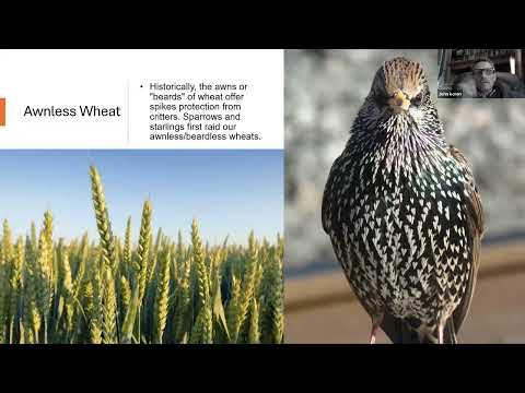 20/07/2024  Edible Weeds - Wheat and Tares - By Br John