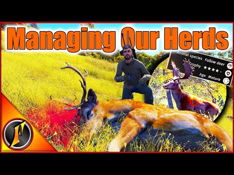 Managing Our Herds for Future Transylvania Trophies! | Way of the Hunter