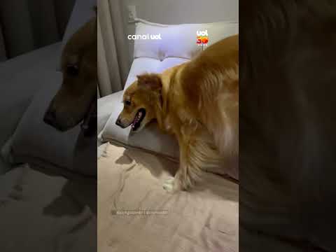 Ator profissional: Cão entra no personagem após tutora imitar som de spray com a boca