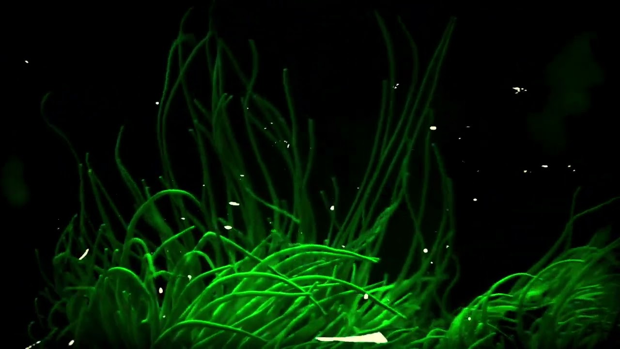 Gravity Tides (Subtle Dance)