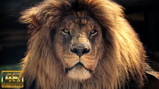 Relaxe com a belaza da frica - (musica para relaxar video 4k)