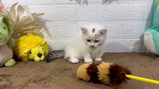 ミヌエットの動画01