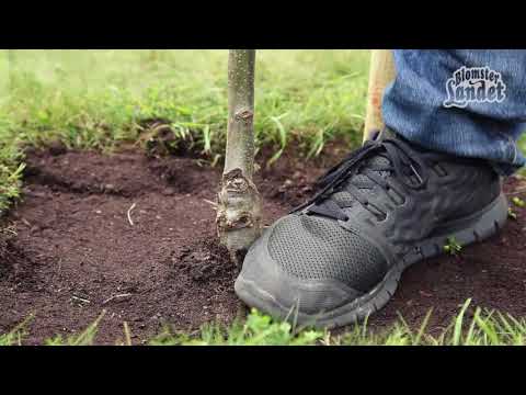 Fruktträd - plantera så här!