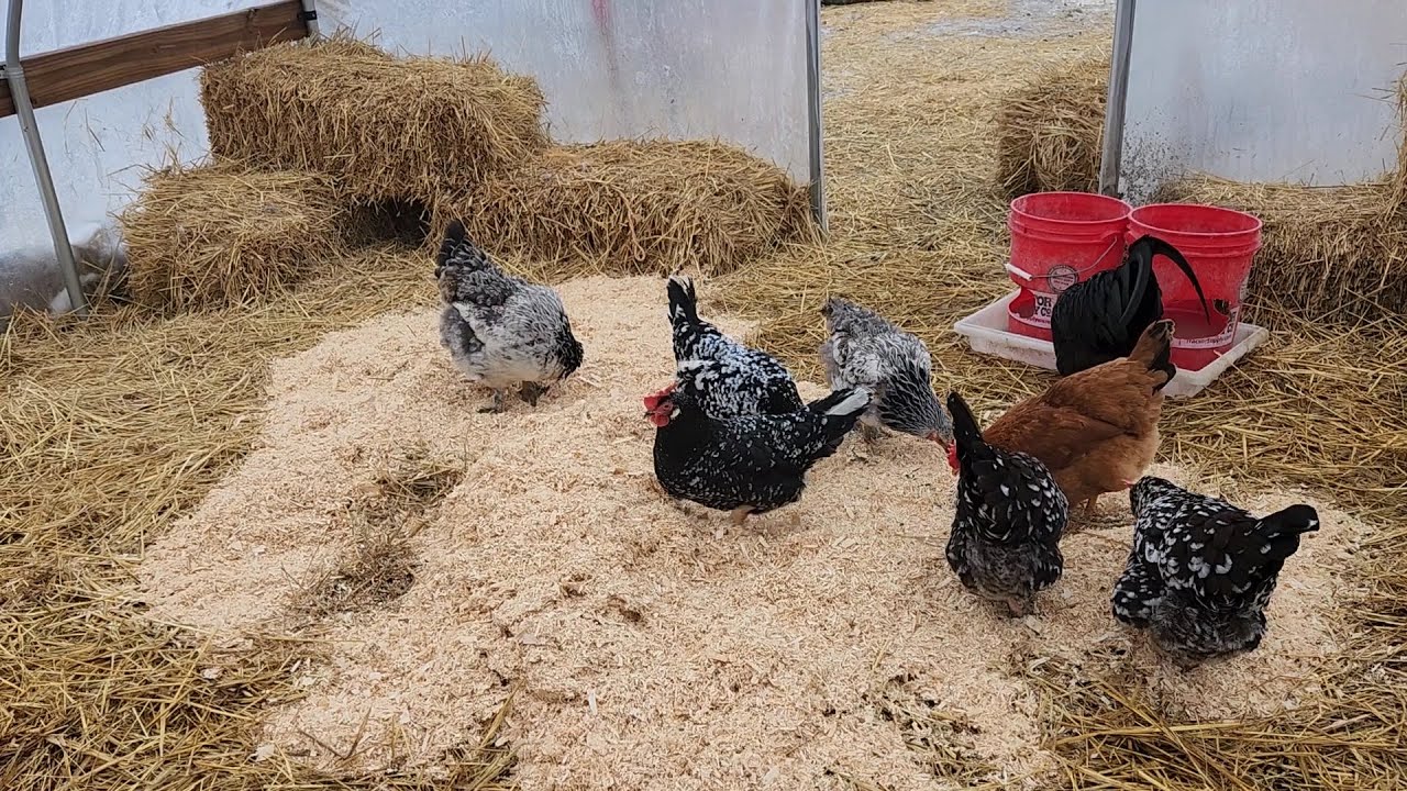 Using The Deep Litter Method For Our Ducks & Chickens - Does It Work?