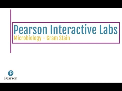 Pearson Interactive Labs | Gram Stain