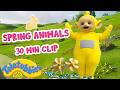 Teletubbies Watch Baby Spring Animals 30 Min Best Bits Compilation Teletubby Time Tales