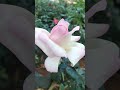 Icecream Rose Dutch Variety Kps Flower Kps Nursery Thangamani