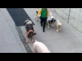 Ringling Bros Circus Adds Pigs To Their Cruel Shows