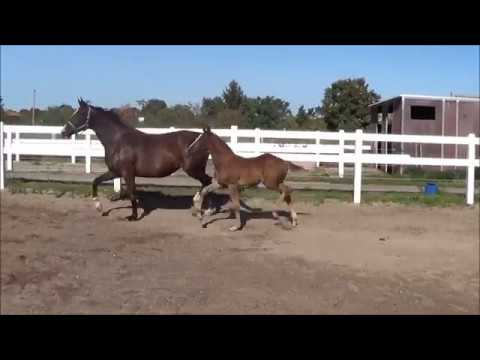 HF v. Benicio - De Niro - Sir Donnerhall I