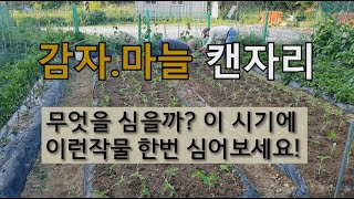 감자.마늘 캔 자리 무엇을 심을까? 이 시기에 이런 작물 한번 심어보세요. #6월 텃밭 가꾸기. 양파 마늘 …