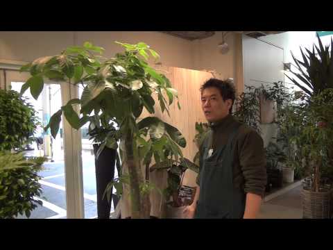 金のなる木の家の温度を維持する方法三つ編み