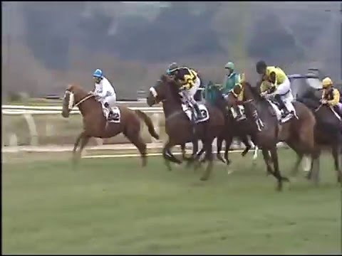 Galoppo 31/01/2016 - 1° corsa