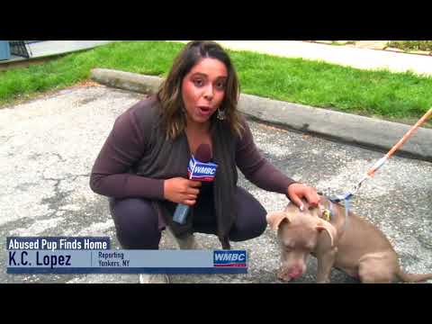 Abused Pit Bull & Cop