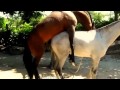 Animals Mating Animals Funny Super Donkey Horse Mating