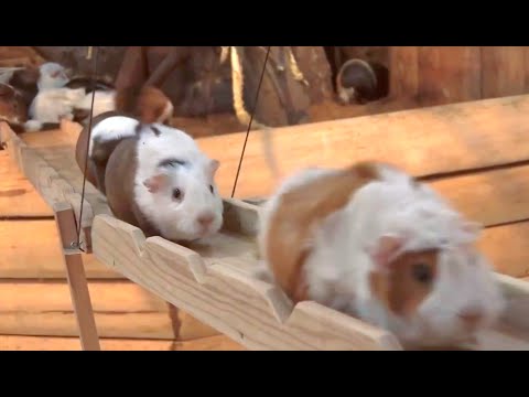 download lagu mp3 mp4 The Pig Bridge, download lagu The Pig Bridge gratis, unduh video klip The Pig Bridge